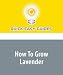 How To Grow Lavender