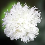 41TFsK1rL%2BL. SL160  200 Poppy Flower Seeds. Swansdown Poppies. Papaver. Reviews