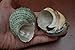2 Pcs Sarmaticus and Green Petholatus Shell Hermit Crab 2 1/2
