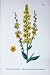 植物学は C1902 雑種の暗く白い Mulleins の花を植えます