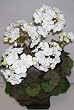 19" Potted Geranium bush (white)