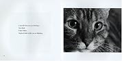 I Am the Cat, Don't Forget That: Feline Expressions I Am the Cat, Don't Forget That: Feline Expressions