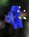 California Bluebell - 200 Seeds