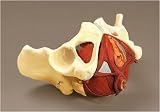 Anatomical Model Composite Human Pelvis & Pelvic Floor