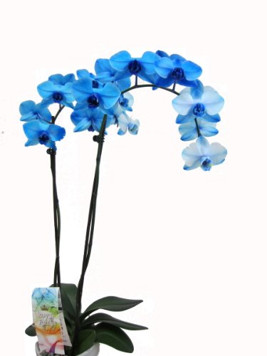 Orchidee mit blauen Blüten, 2