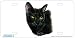 Bombay Cat Art Print - License Plate Tag By Robert J. May From Airstrike