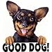 Good Dog-Min Pin Adult Long Sleeve T-Shirt