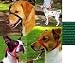 Pet Supplies : Gentle Leader Head Collar - Petite - Green