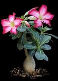 Tropica - Sukkulenten - Wüstenrose (Adenium obesum) - 8 Samen