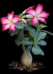 Tropica - Sukkulenten - W�stenrose (A...
