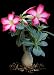 Tropica Wüstenrose (Adenium obesum) - 8 Samen
