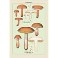 Buyenlarge - Edible Fungi: Boletus Castaneus and Edulis 28x42 Giclee on Canvas