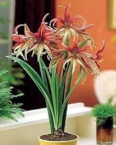 La Paz Amaryllis 1 Bulb -EXOTIC/NEW- Cybister