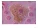 Animal Cell Mitochondria, Light Micrograph Art Photographic Poster Print by Kent Wood, 16x12