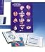 Hubbard Scientific 2677 Endocrine System Model Activity Set