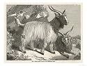 The Cashmere or Down Goat Art Giclee Poster Print, 24x18