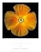 Harold Feinstein - CALIFORNIA POPPY Size 11x14 by Harold Feinstein. ART PRINT Canvas Rolled.. 11.00 inches width by 14.00 inches height. Highest Quality Art Poster Print