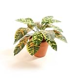 Review i-koncepts Ltd  / 38cm Croton Plant - Artificial Plant