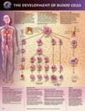 The The Development of Blood Cells Anatomical Chart