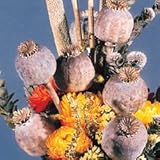 Poppy Seeds - Florist's Poppy