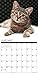 2016 Just Cats Wall Calendar