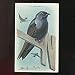 Arm Hammer Purple Martin Trading Card