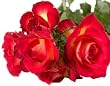 rose flavor powder