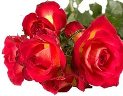 rose flavor powder