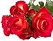 rose flavor powder - 2.8 oz