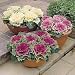 Ornamental Cabbage Northern Lights Mixed