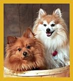 Pomeranian - Two Peas in a Pod Bookmark