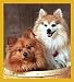   - Pomeranian - Two Peas in a Pod Bookmark
