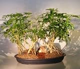 Bonsai Boys Hawaiian Umbrella Bonsai Tree Banyan Style Double Planting (<i>arboricola schefflera</i>) 41TLVTDP1pL. SL160 Bonsai Boys Hawaiian Umbrella Bonsai Tree Banyan Style Double Planting (<i>arboricola schefflera</i>)