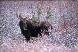 Tuftop Tempered Glass Kitchen Board, Wildlife Collection - Christmas Moose