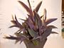 Purple Heart Plant