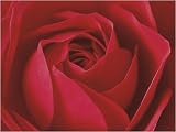 L Important c est la Rose photographic art print 60x80cm by Prisma