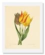 Langlois, Parrot Tulip