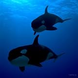 VWPics Whales and Dolphins - These killer whales were photographed underwater in British Columbia, Canada - Mouse Pads