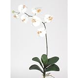 Silk Phalaenopsis Orchid Flower w/Leaves - Cream