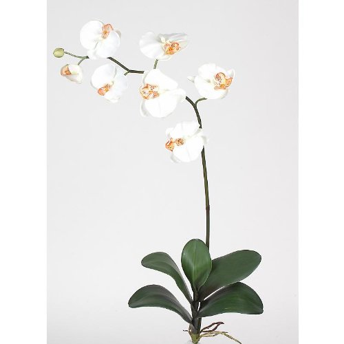 Phalaenopsis Silk Orchid Flower w/Leaves (6 Stems)