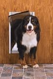 Classic Pet Door - X-Large Satin