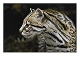 An Ocelot, Ocelot Photographic Poster Print by Jason Edwards, 40x30