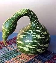 Speckled Swan Gourd 10 Seeds