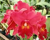 Lc Newberry Firehouse 'Radiance' x Potinara Paxton Brooks 'Miami' **LIMIT ONE**