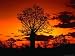 Boab Trees at Sunset, Kununurra,Western Australia, Australia Photographic Poster Print by Richard I'Anson, 16x12