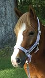 Galopin by Lami-Cell Halter with Lead