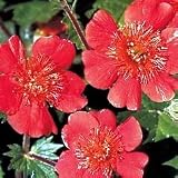 Amazon / Hirt's: Eos Geum-Potted-Golden Yellow Foliage-Red Blooms - NEW!