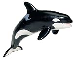 Monterey Bay Killer Whale