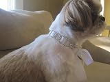 Doggy Rhinestone Collar Chain Couture Pet Accessorie Swarowski Crystals with Satin Ribbon (Platinum and White)