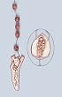 Wall Rosary - Saint Anthony - IMPORTED FROM ITALY